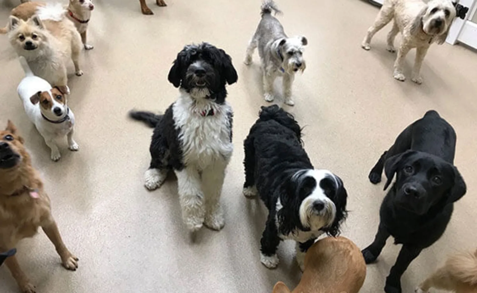 A group of dogs at Conejo Valley Veterinary Hospital at the Doggy Day Camp A group of dogs at Conejo Valley Veterinary Hospital at the Doggy Day Camp