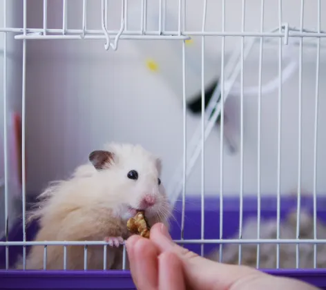 Hamster getting fed a treat inside cage