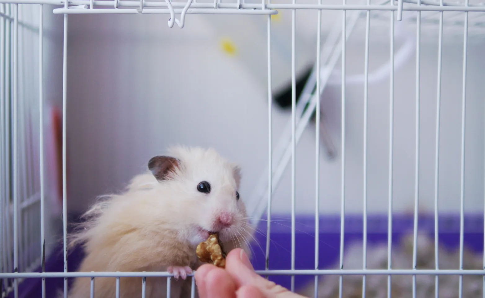 Hamster getting fed a treat inside cage