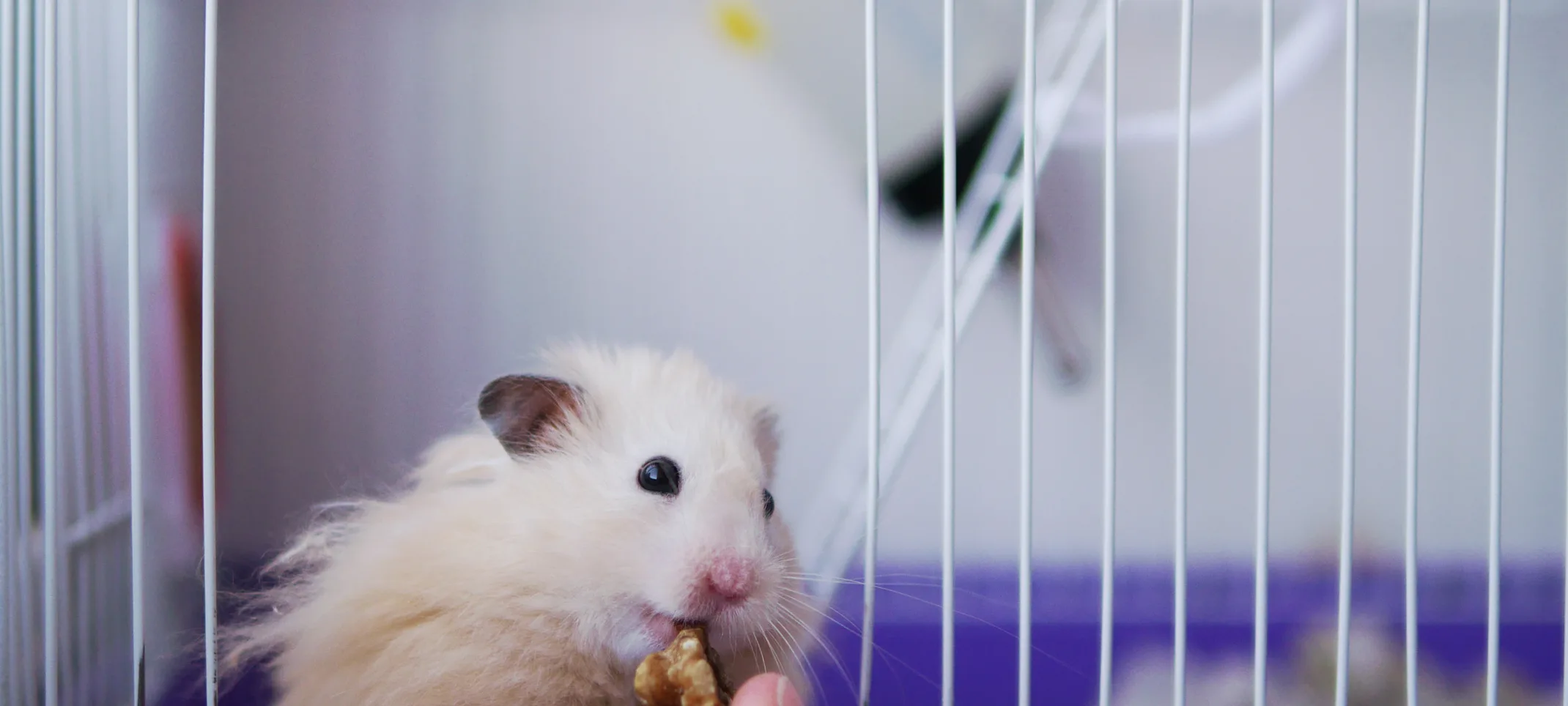 Hamster getting fed a treat inside cage