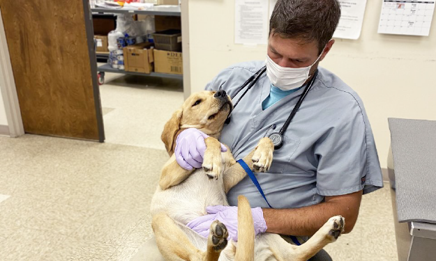 Vet holding a puppy