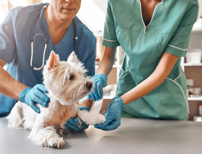 Dog receiving examination