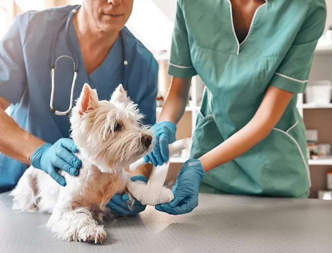 Dog receiving examination Dog receiving examination