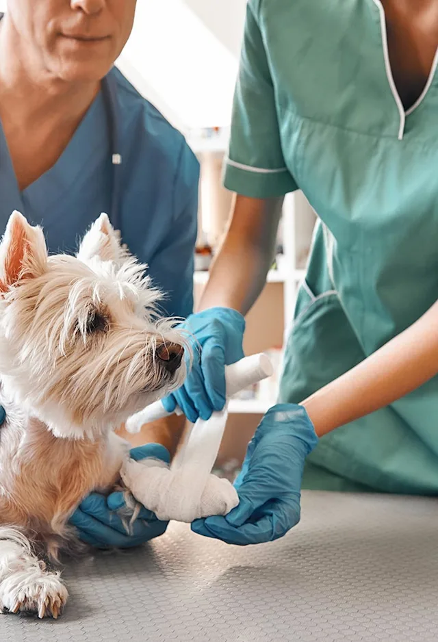 Dog receiving examination Dog receiving examination