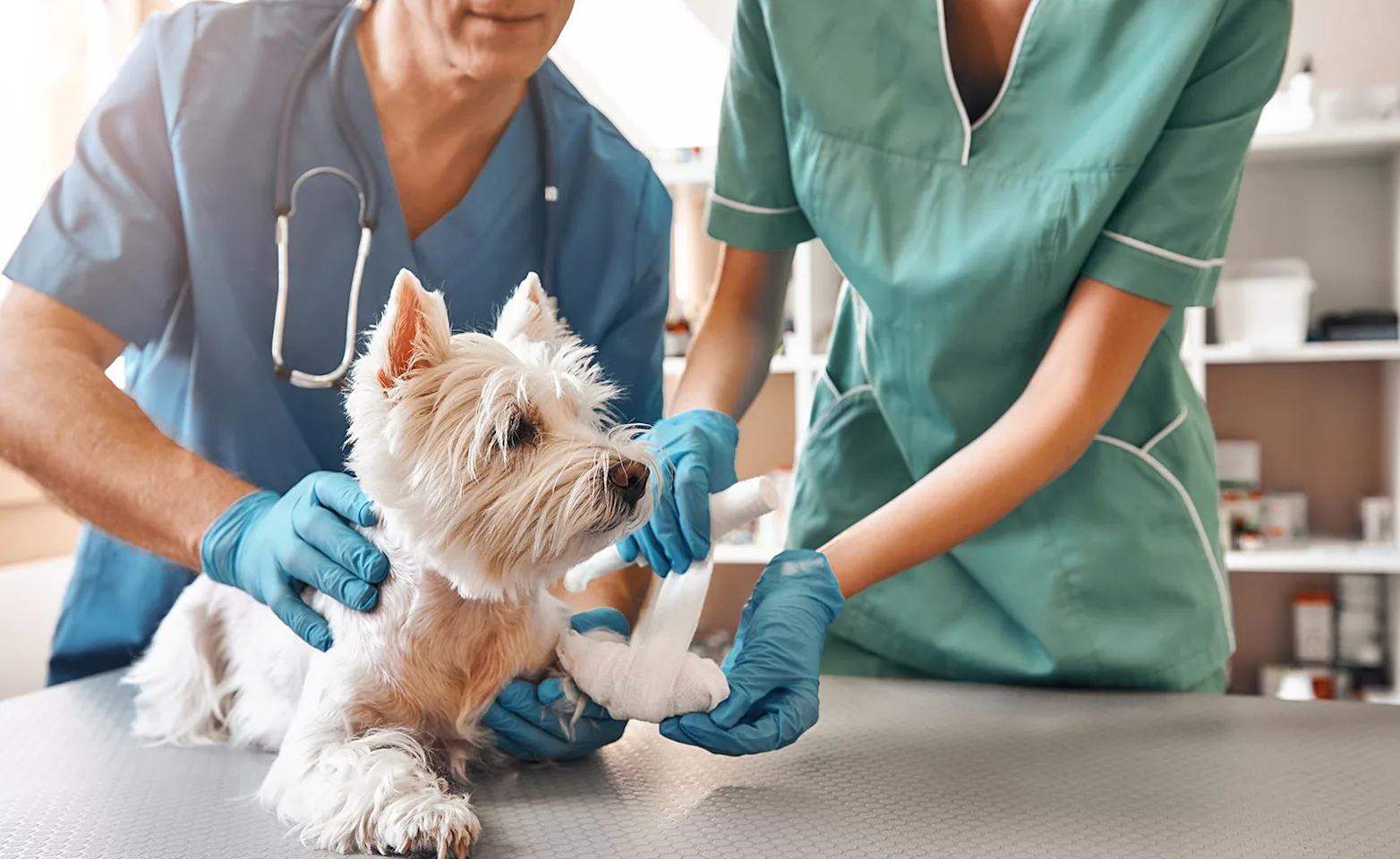 Dog receiving examination Dog receiving examination