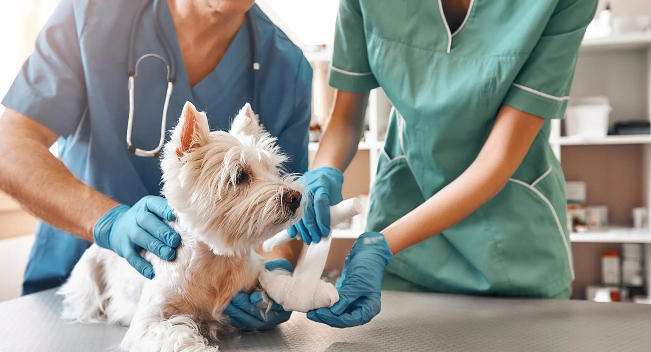 Dog receiving examination Dog receiving examination