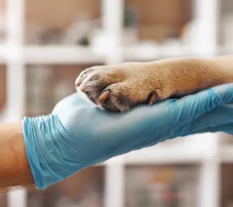 Surgical Gloves Holding Paw