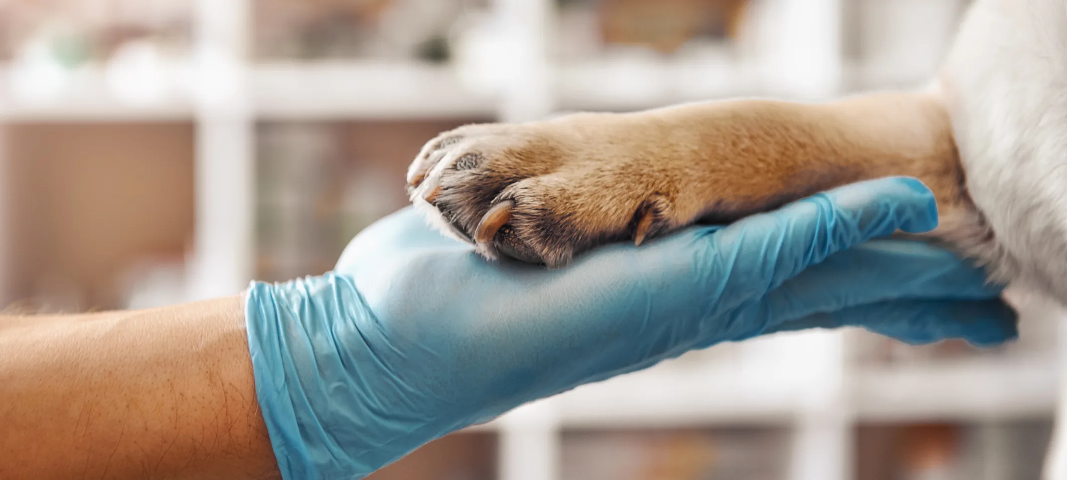 Surgical Gloves Holding Paw