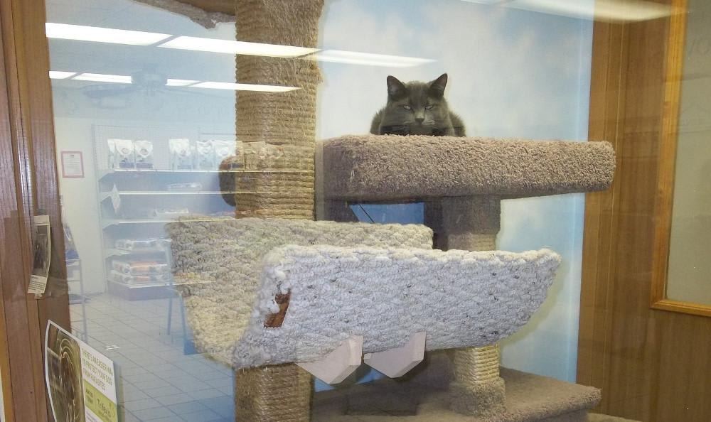 Sandwich Veterinary Hospital Cat Playhouse