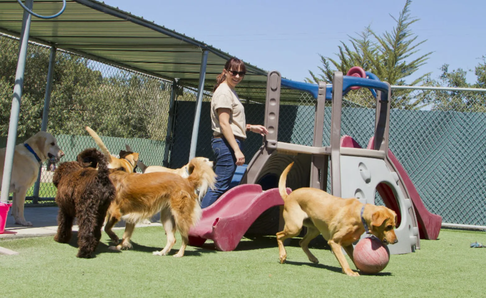 Dogs Playing Outside at Playground