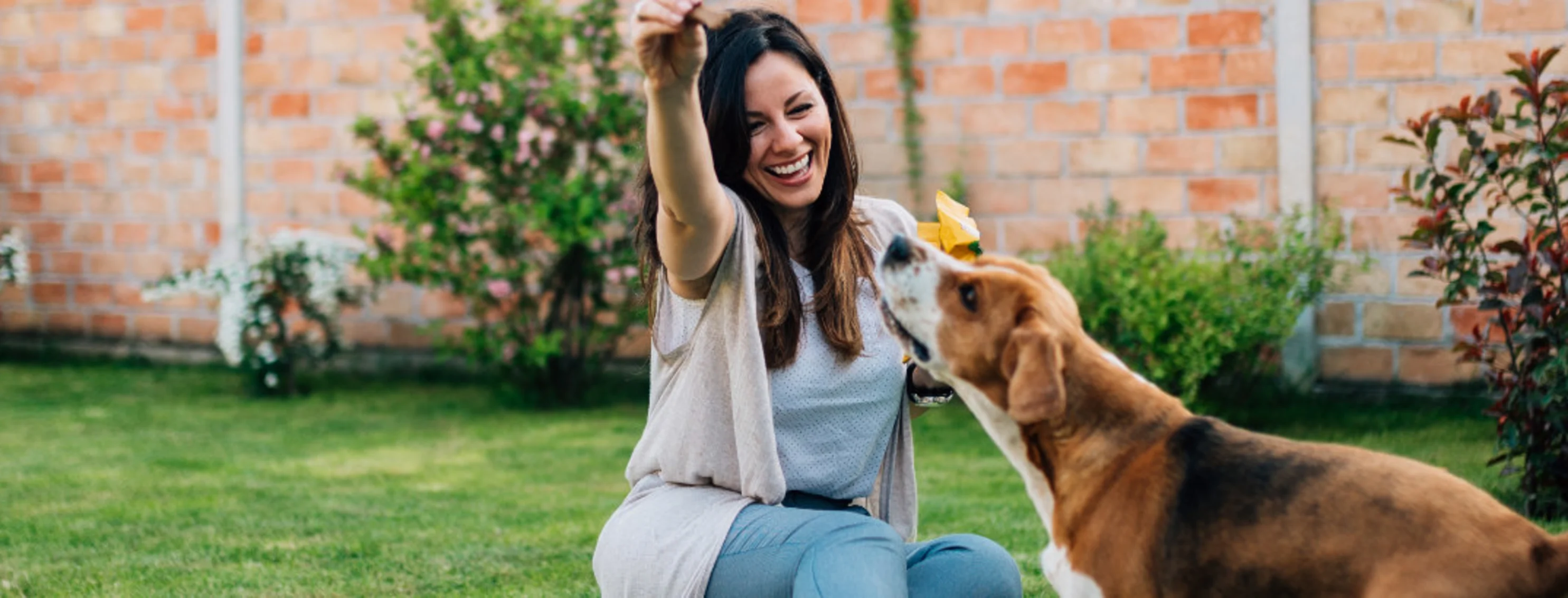 Owner Giving Dog a Treat Outside Owner Giving Dog a Treat Outside