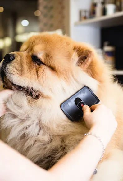woman brushing dog woman brushing dog