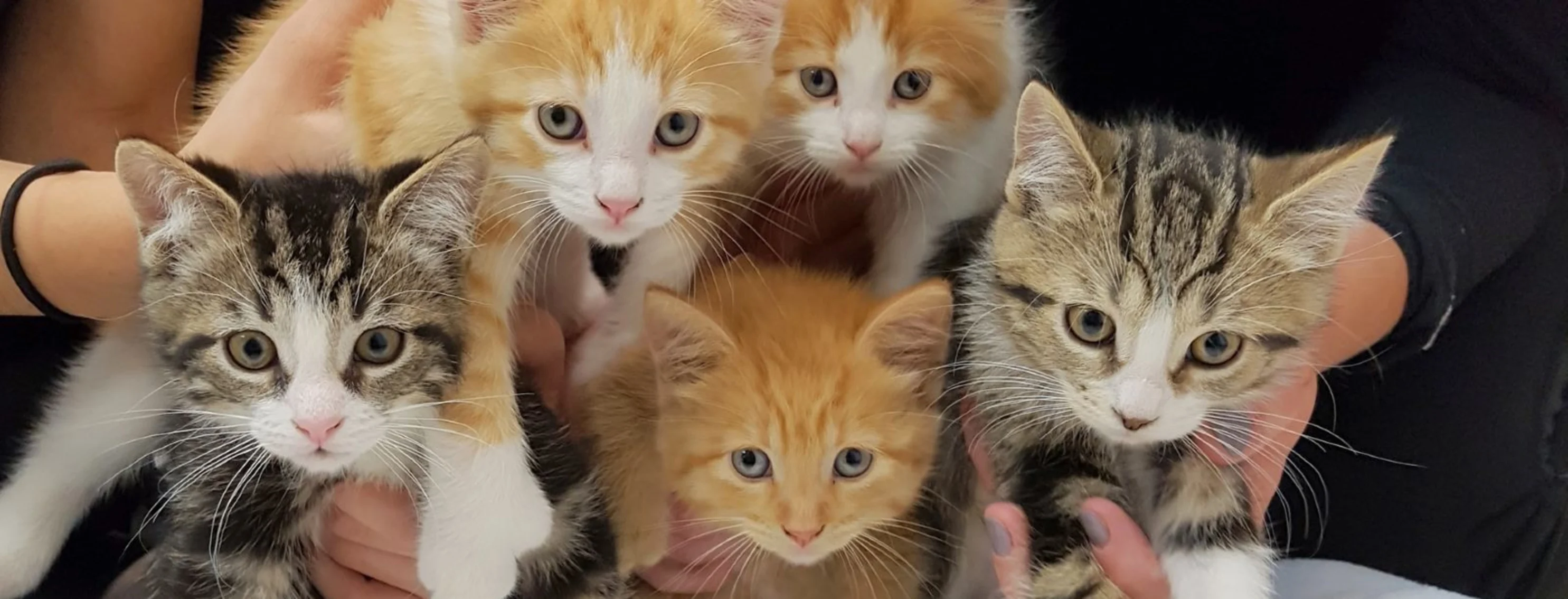5 kittens of varying colors 5 kittens of varying colors