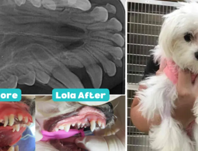 Lola's dental before and after photos Lola's dental before and after photos