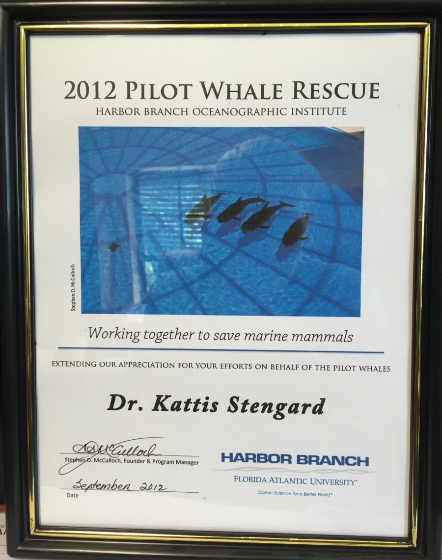 2012 pilot whale rescue