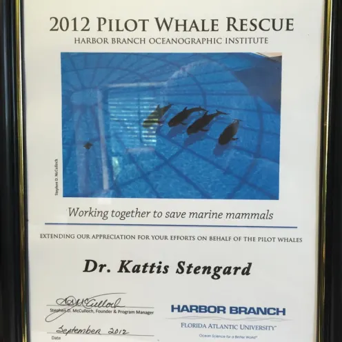 2012 pilot whale rescue