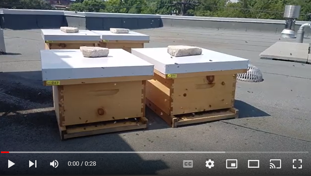 Check Out Our Bees Video 