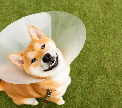Shiba Inu wearing a cone and standing in turf