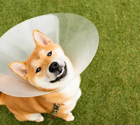 Shiba Inu wearing a cone and standing in turf