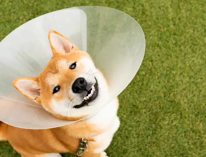 Shiba Inu wearing a cone and standing in turf Shiba Inu wearing a cone and standing in turf