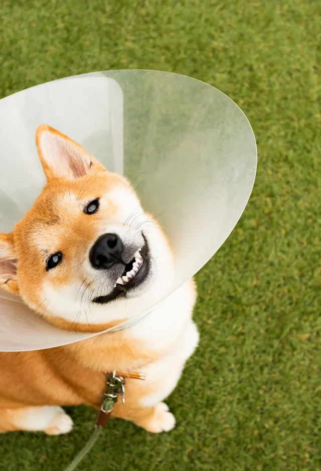 Shiba Inu wearing a cone and standing in turf Shiba Inu wearing a cone and standing in turf