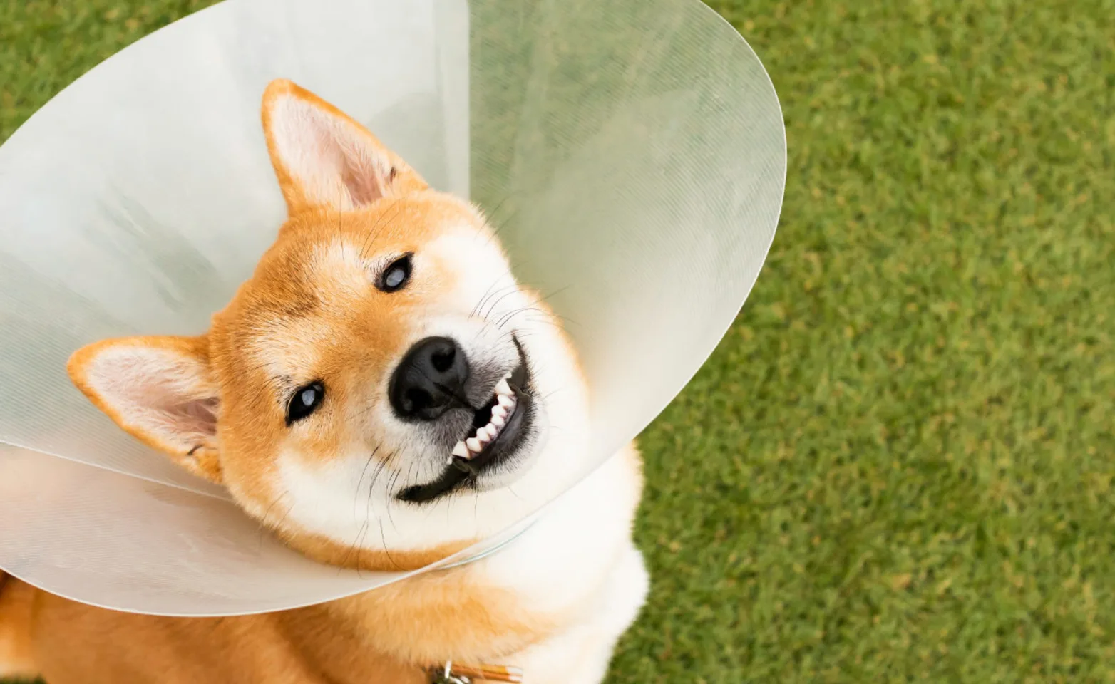 Shiba Inu wearing a cone and standing in turf Shiba Inu wearing a cone and standing in turf