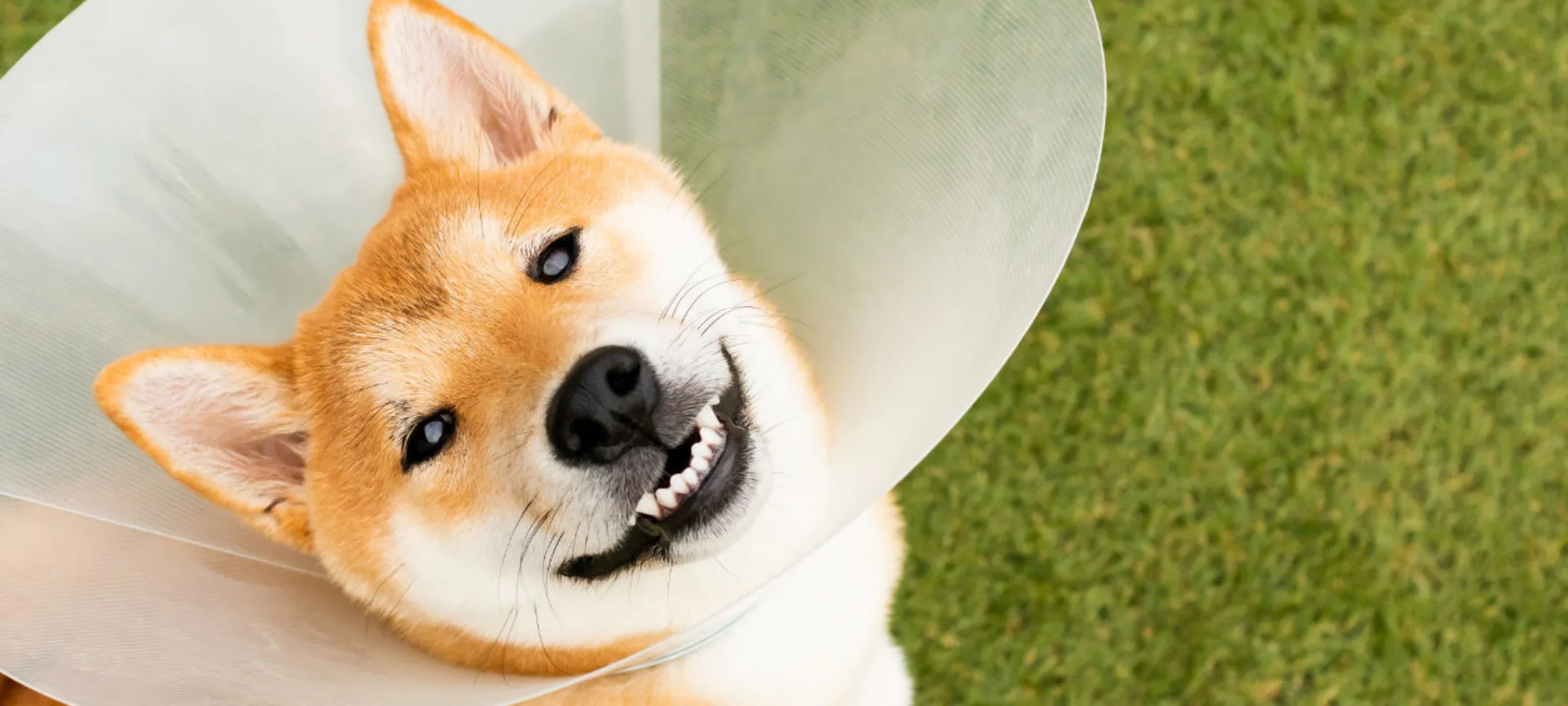 Shiba Inu wearing a cone and standing in turf Shiba Inu wearing a cone and standing in turf