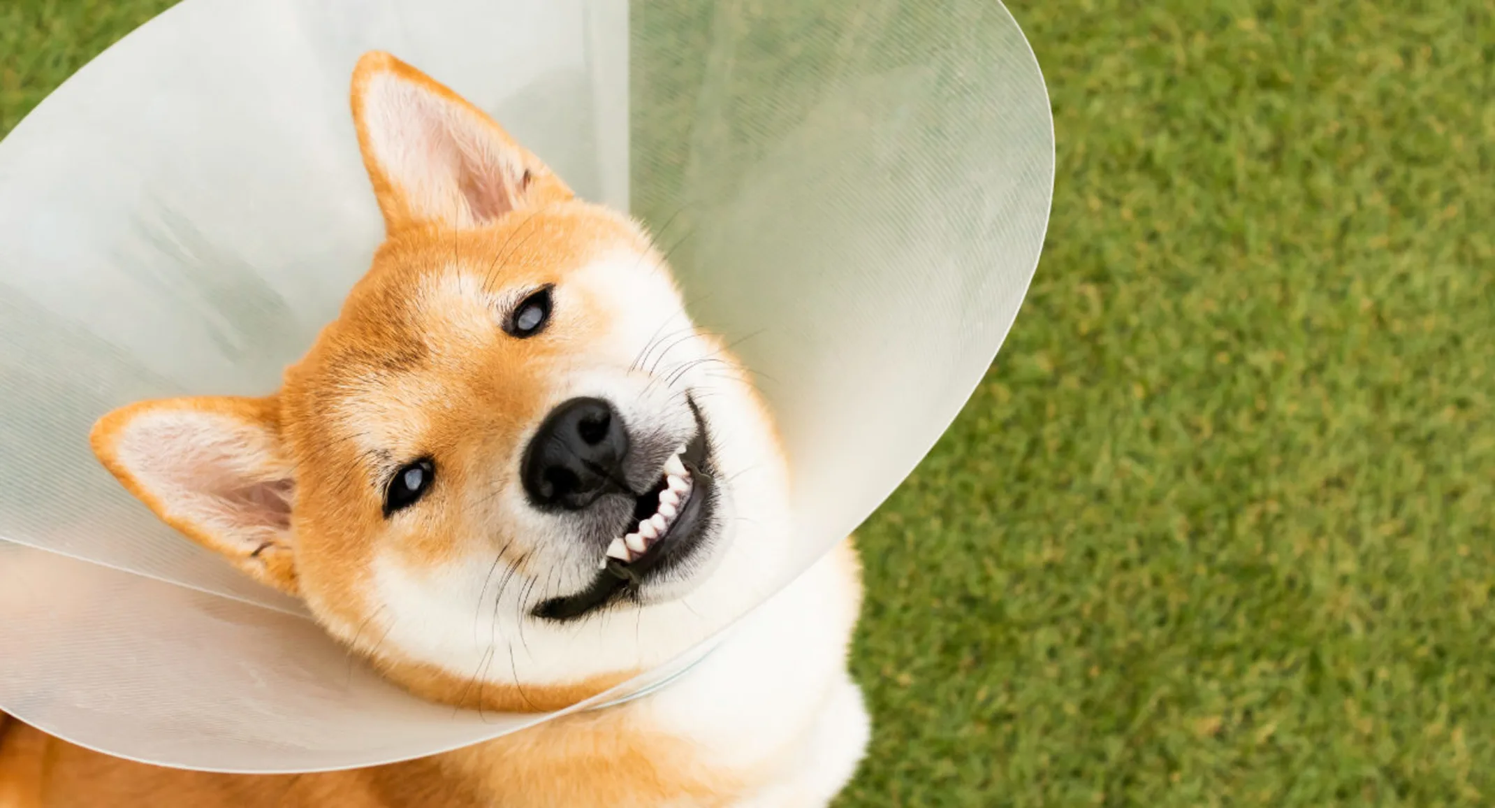 Shiba Inu wearing a cone and standing in turf Shiba Inu wearing a cone and standing in turf