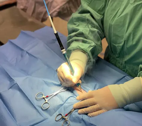 Veterinarian Performing Surgery Veterinarian Performing Surgery