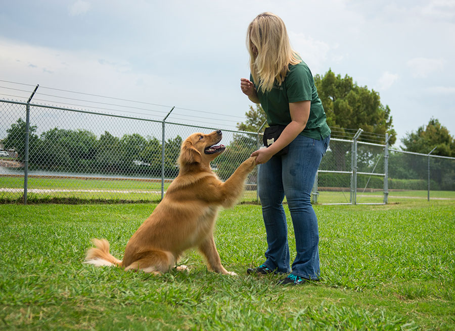 Trainer with retriever