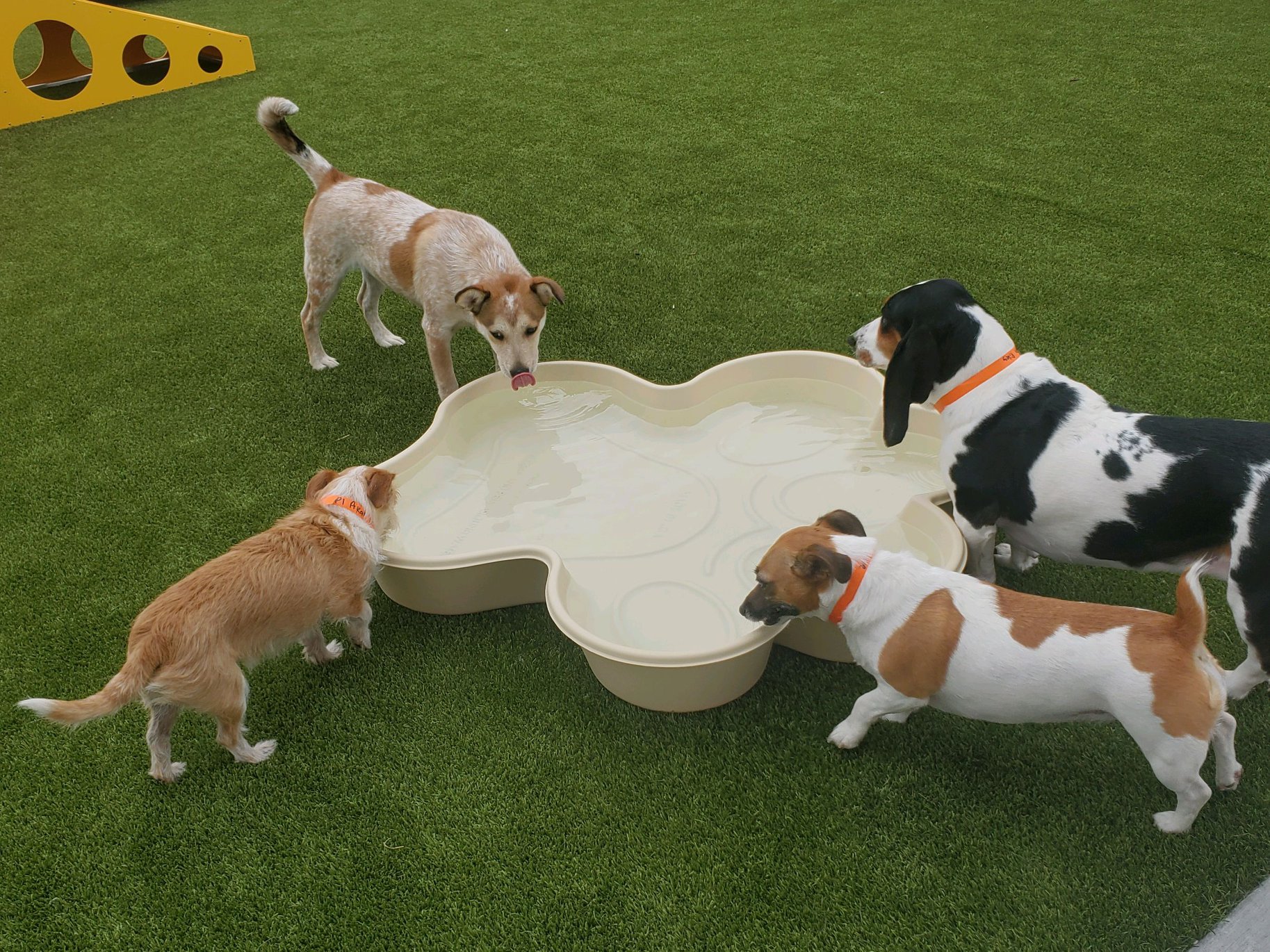Dogs playing in bone-shaped pool
