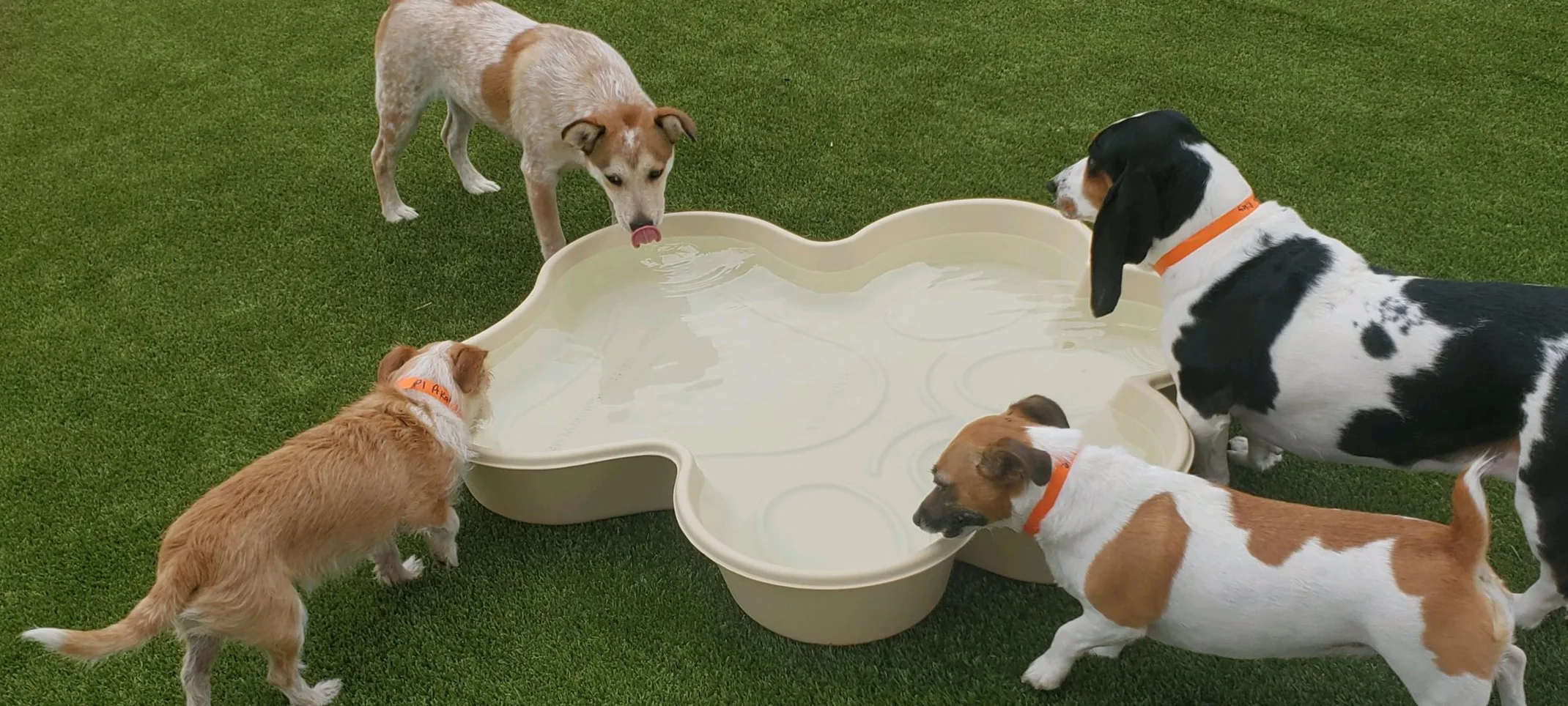 Dogs playing in bone-shaped pool