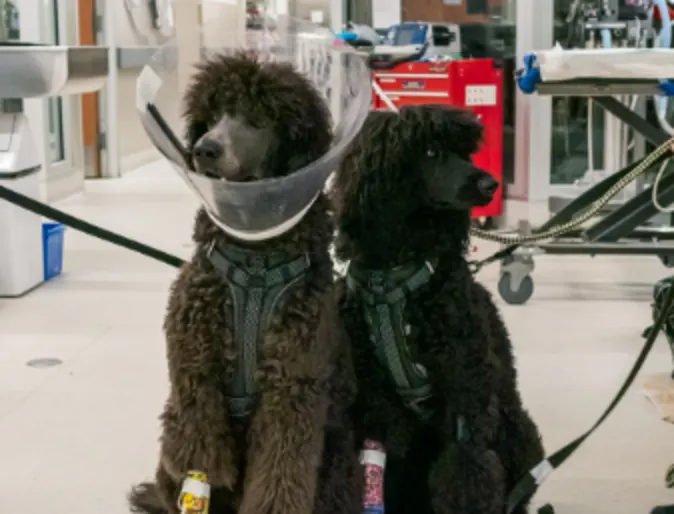 Two poodles sitting side by side during a visit to Mountainside Animal Hospital