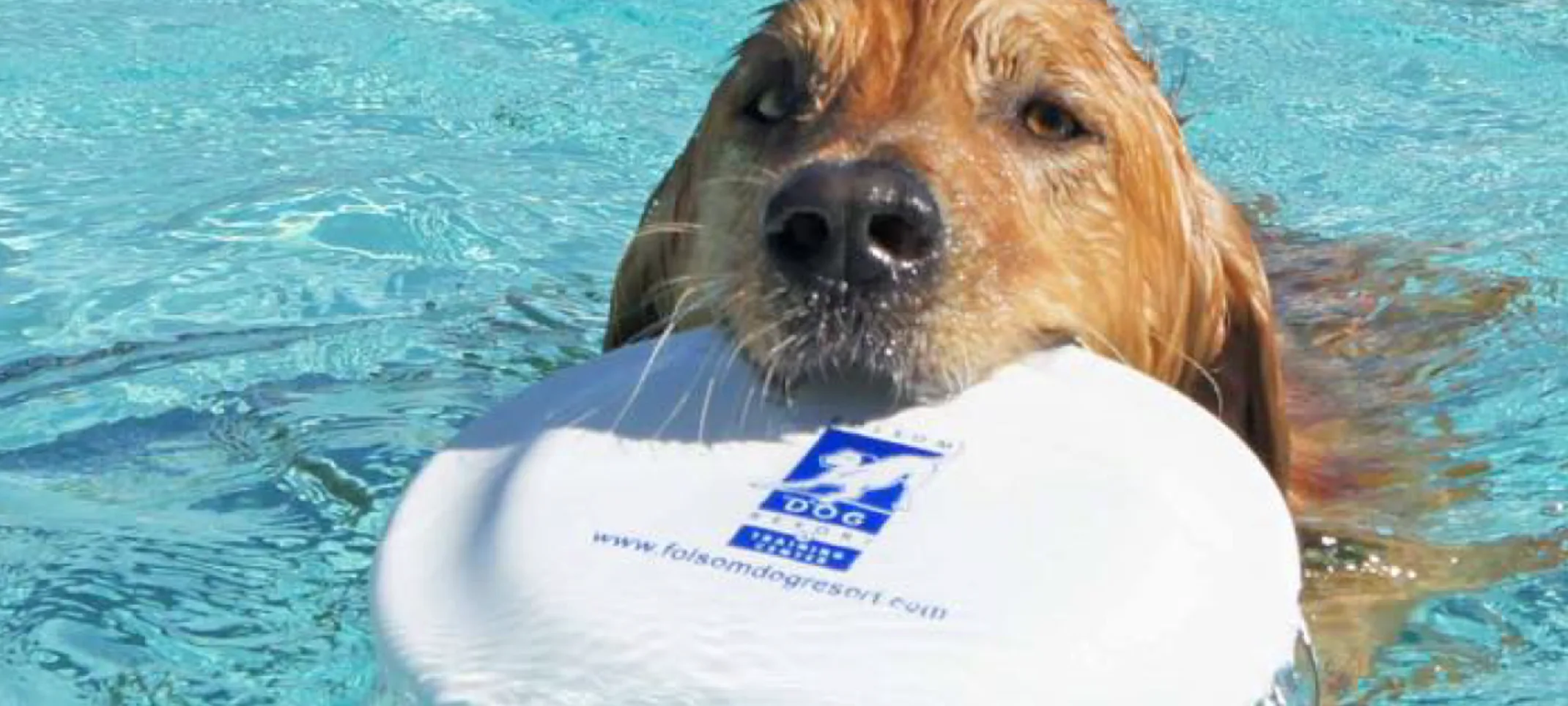 Dog Pool with Frisbee Dog Pool with Frisbee