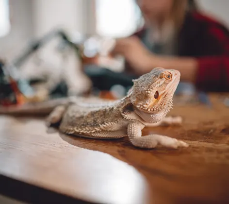 A lizard sits on a wooden desk. A woman can be seen in the background A lizard sits on a wooden desk. A woman can be seen in the background