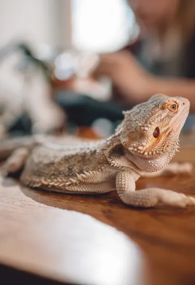 Lizard lounging on a table with someone working in the background Lizard lounging on a table with someone working in the background