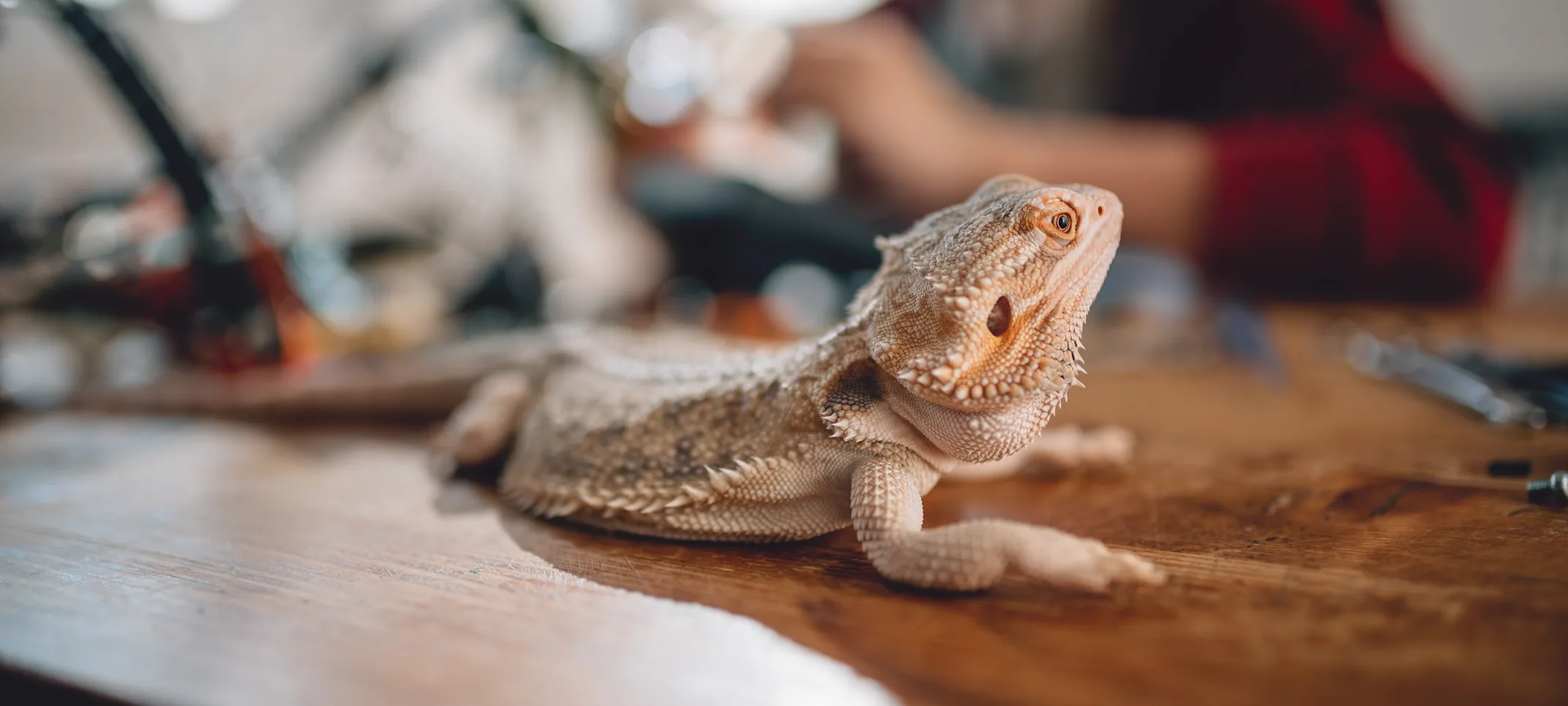A lizard sits on a wooden desk. A woman can be seen in the background A lizard sits on a wooden desk. A woman can be seen in the background