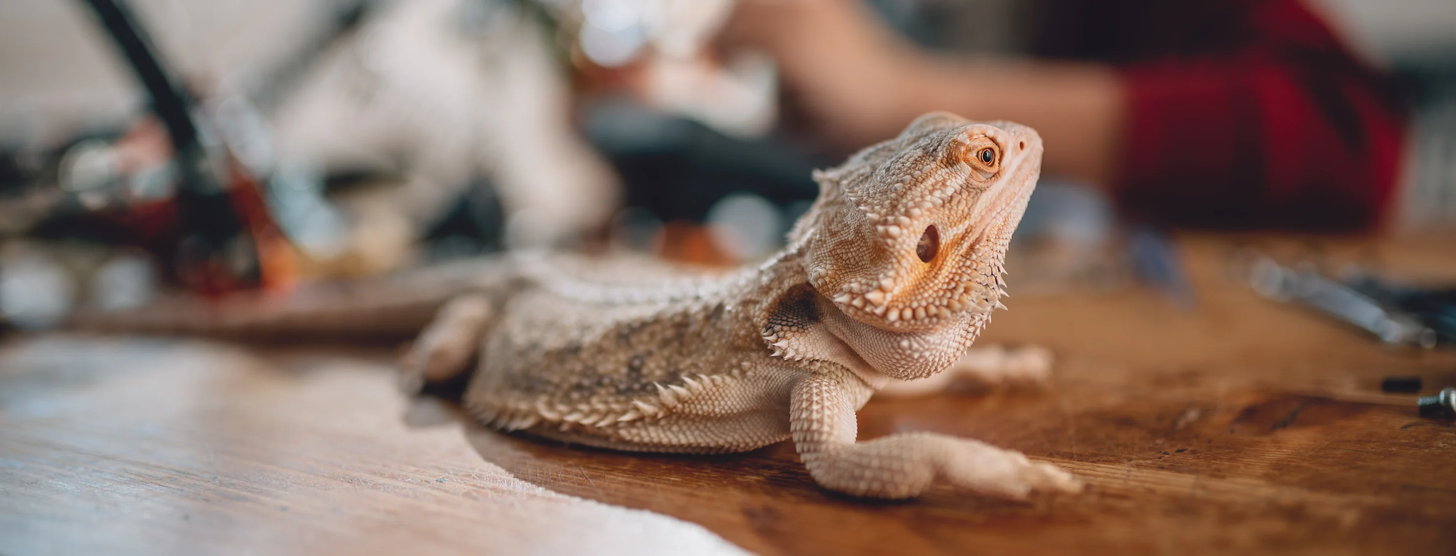 A lizard sits on a wooden desk. A woman can be seen in the background