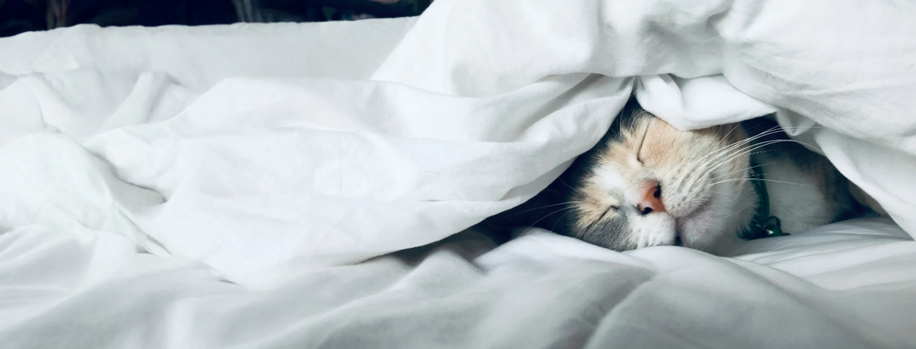 Cat Sleeping Under a White Blanket Cat Sleeping Under a White Blanket