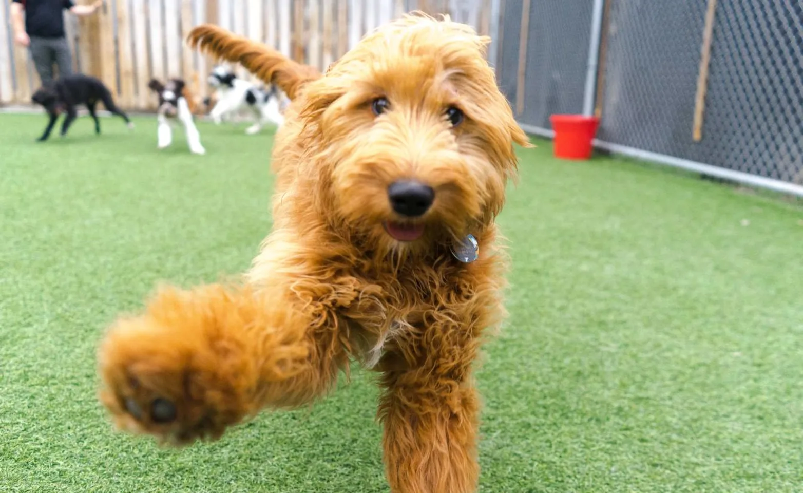 Dog playing at No Leash Needed Dog playing at No Leash Needed