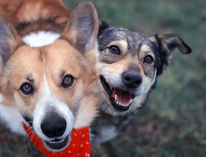 A corgi and mixed-breed dog happily looking up A corgi and mixed-breed dog happily looking up
