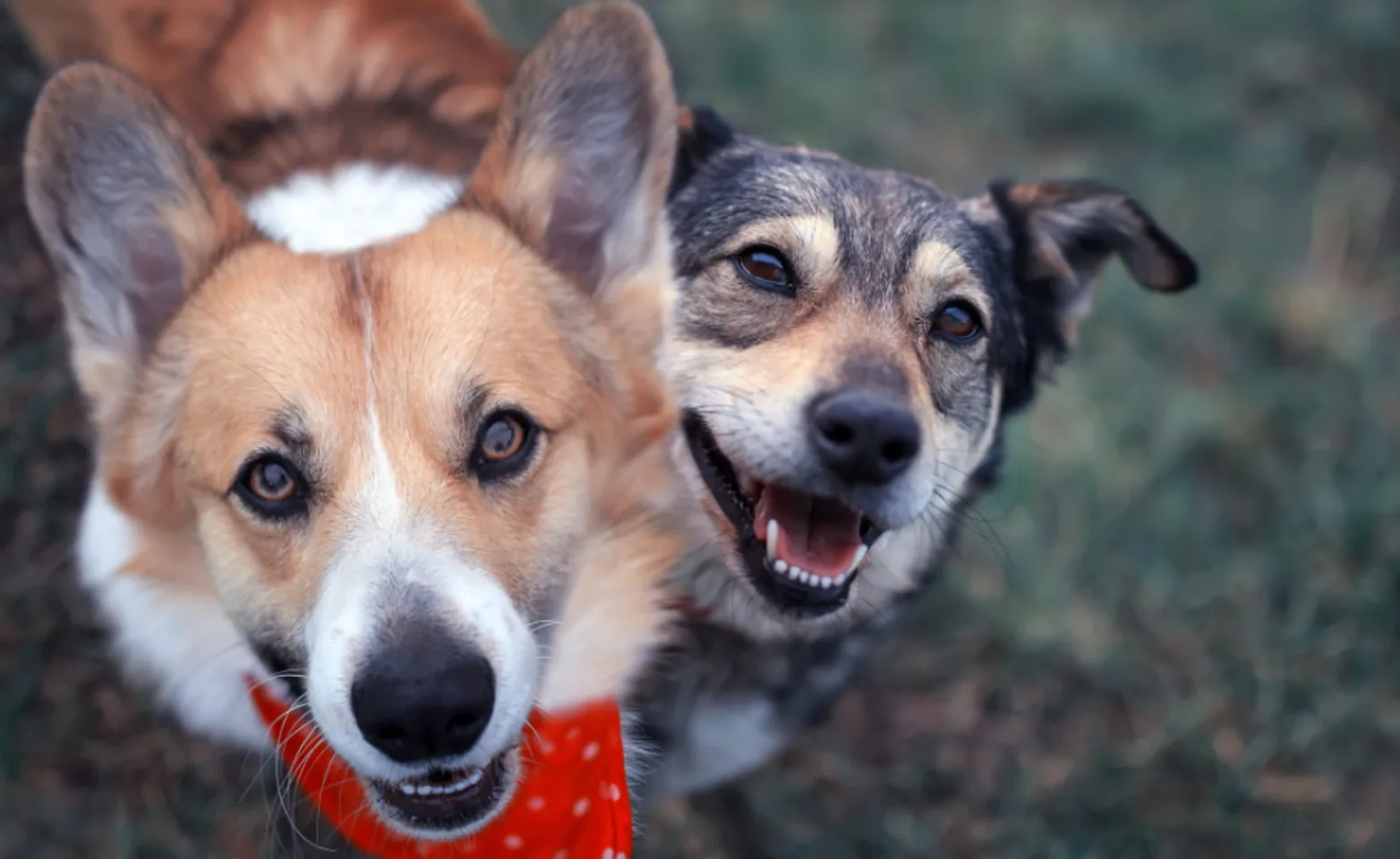 A corgi and mixed-breed dog happily looking up A corgi and mixed-breed dog happily looking up