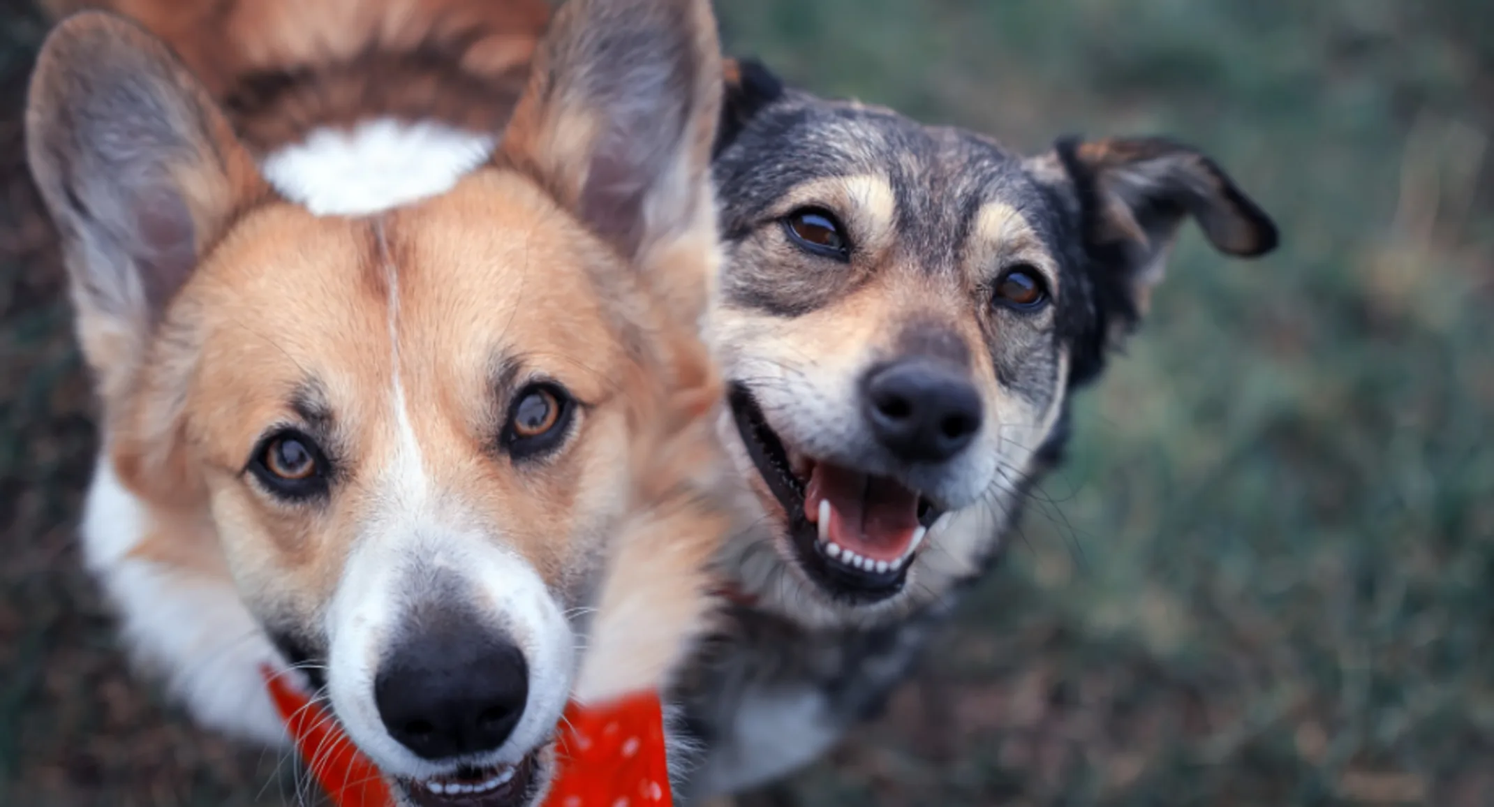 A corgi and mixed-breed dog happily looking up A corgi and mixed-breed dog happily looking up