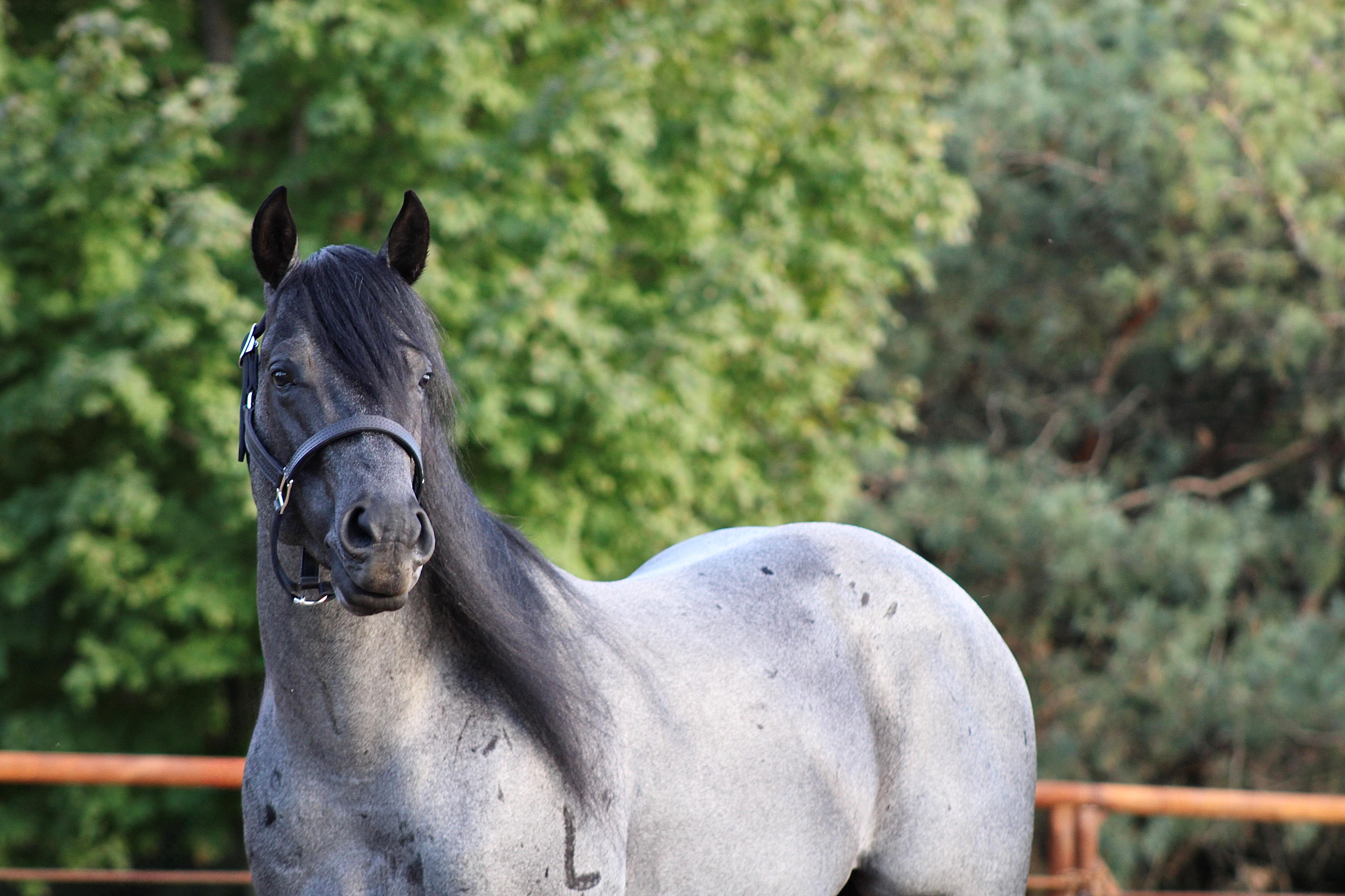 Hesa Bluhadi Front Profile