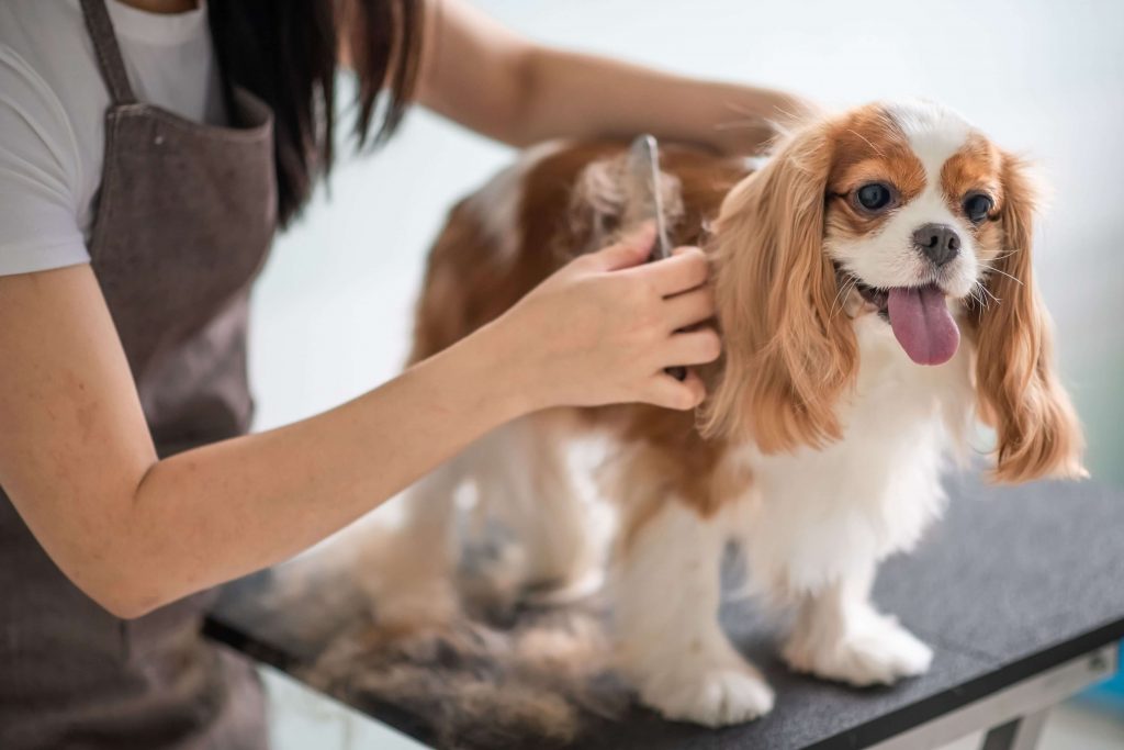 A Cavalier King Charles Spaniel is combed by a PetSuites dog groomer. 