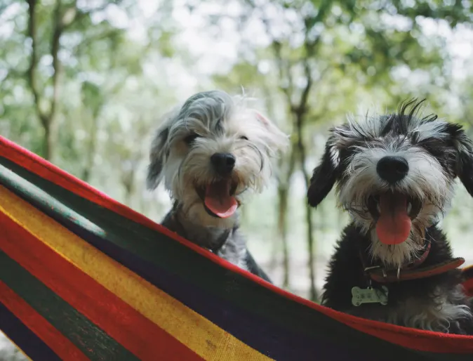 two dogs sitting in a hammock in the woods with tongues out