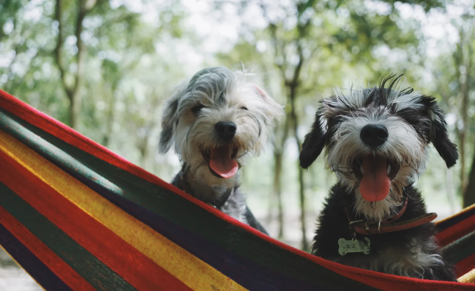 two dogs sitting in a hammock in the woods with tongues out