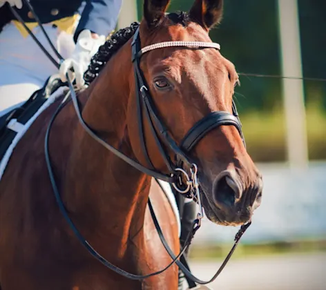 Performance horse with rider on it's back. Performance horse with rider on it's back.