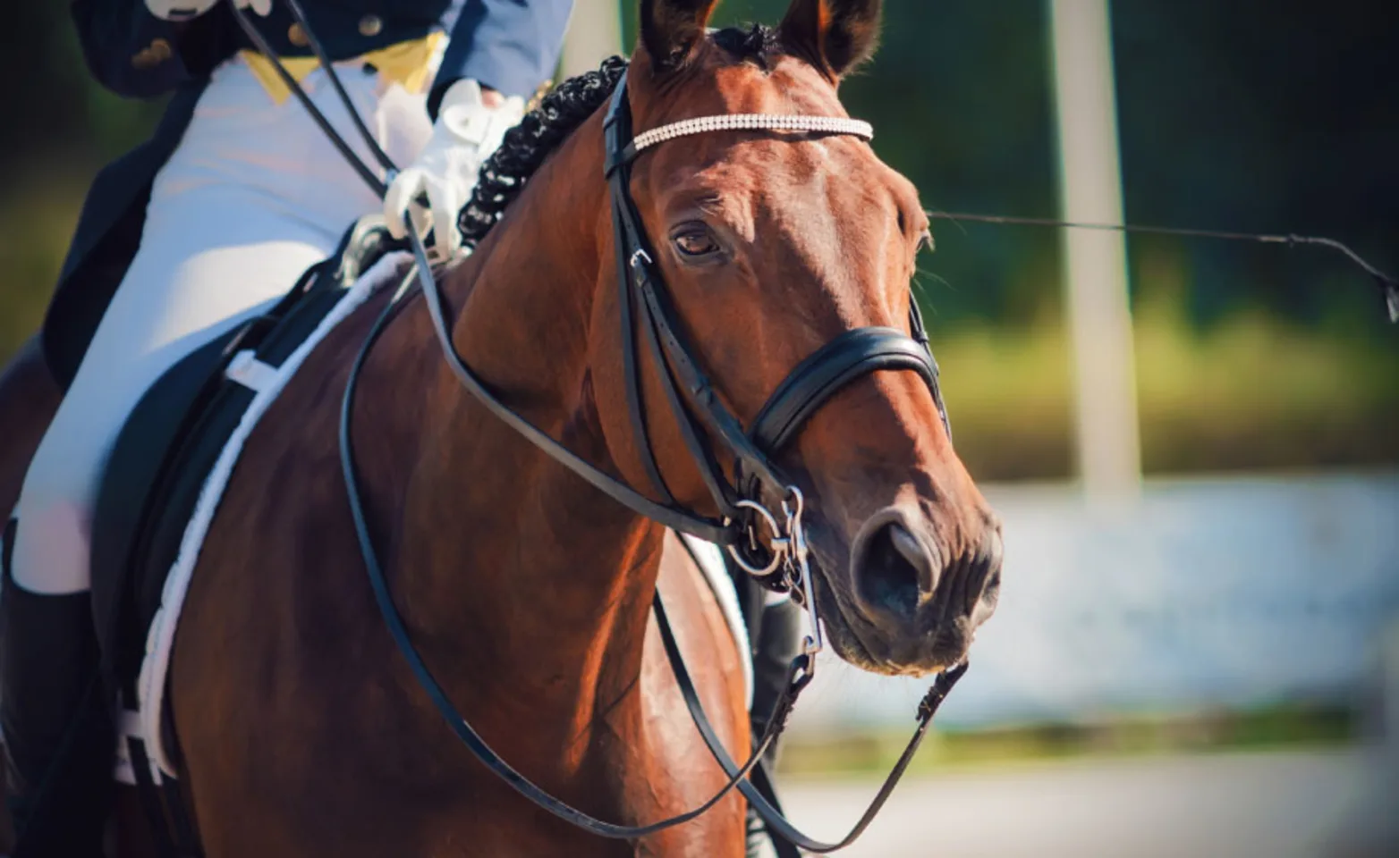 Performance horse with rider on it's back. Performance horse with rider on it's back.