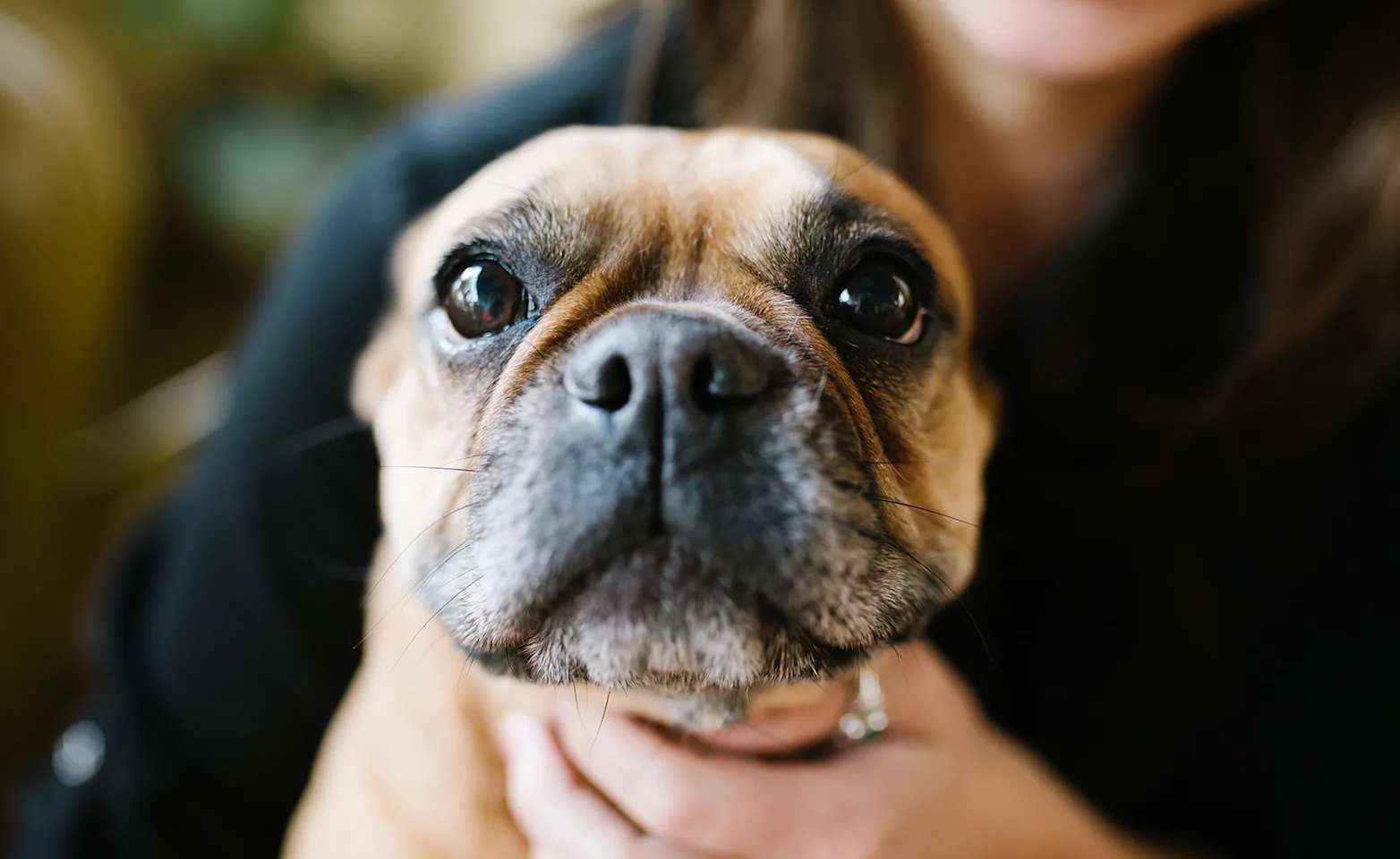 Close up of brown dog Close up of brown dog